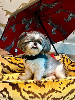 Browse Tigre Dog Beds products