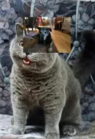 I can haz cheezburger plain