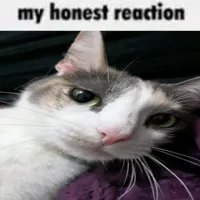 My Honest Reaction