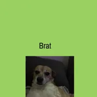 Brat