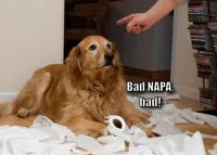 Bad [dog]