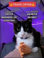 Trade offer cat
