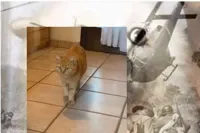 Vietnam dog