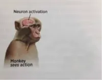 neuron activation