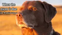 dog with eyes closed