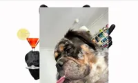 Cool Dog Birthday