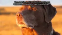 cooked dog