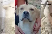 Vietnam dog