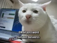 serious cat