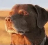 dog closing eyes
