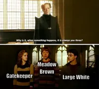 Always you three