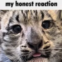 My Honest Reaction