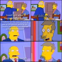 aurora borealis