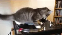 spinning cat