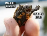 turtle