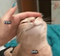 Cat being pet