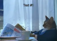 I Should Buy A Boat Cat