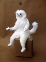 but why cat