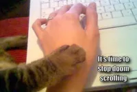 stop posting cat