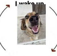 i wake up cat