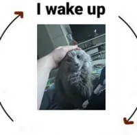 i wake up cat