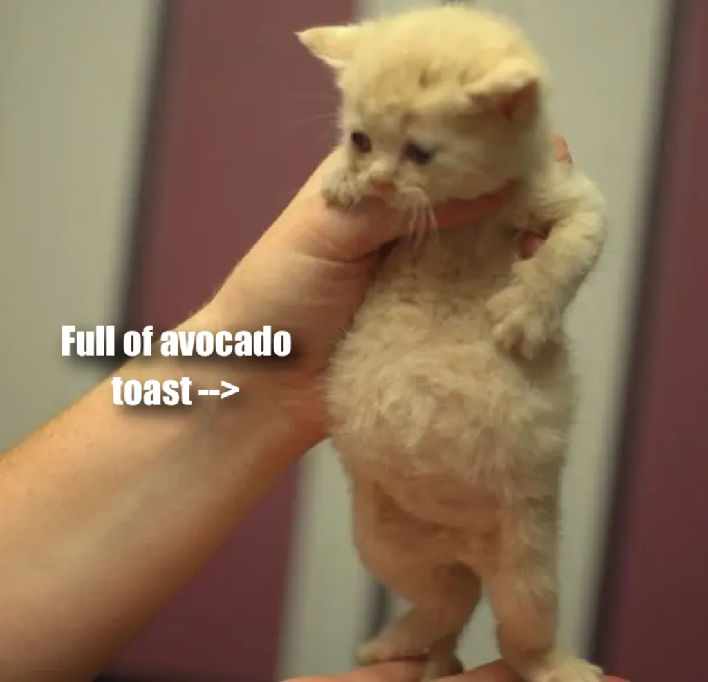 Cat full of soup