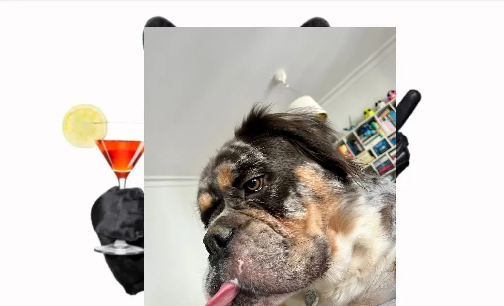 Cool Dog Birthday