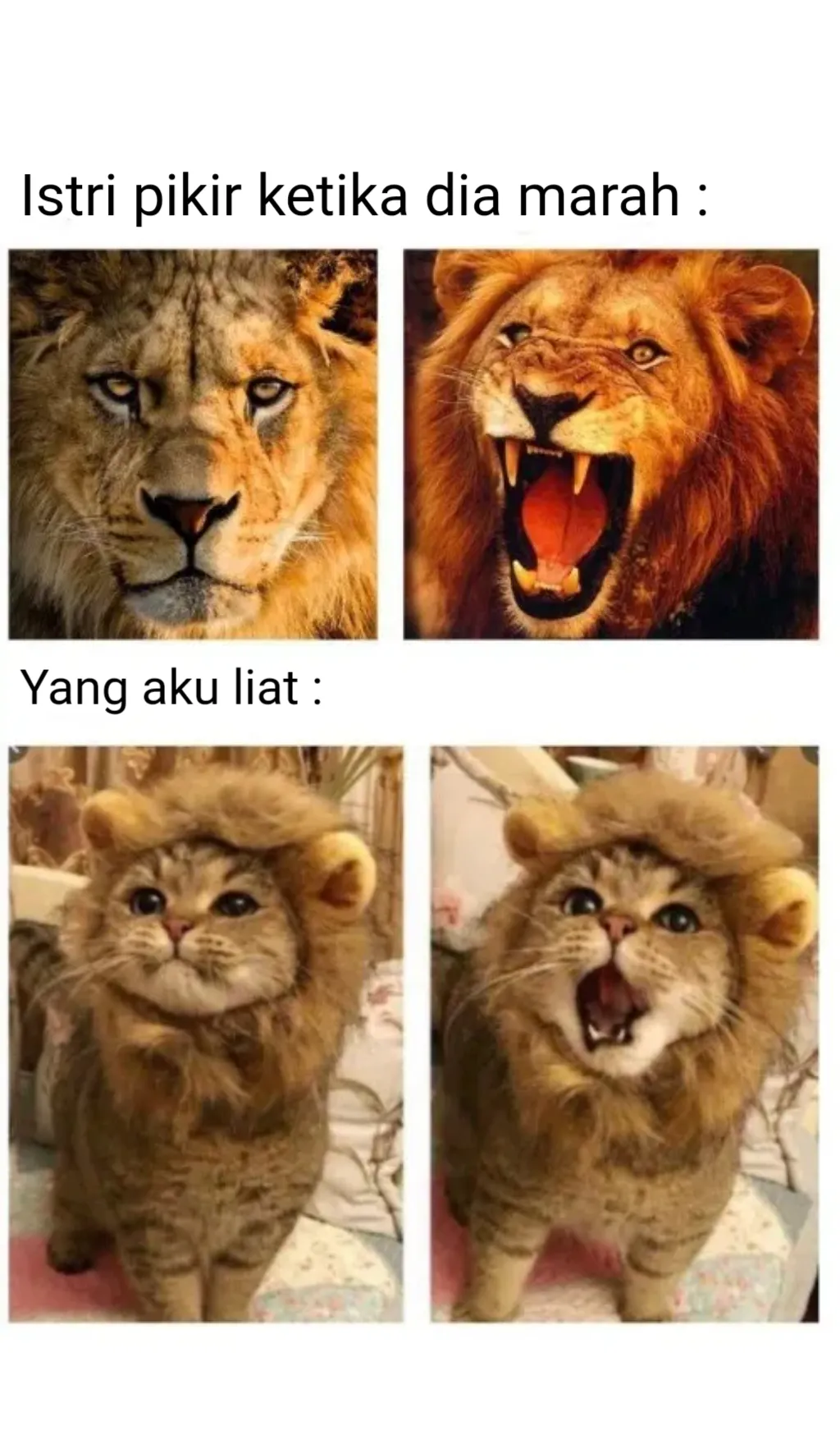 Lion roaring and cat meowing