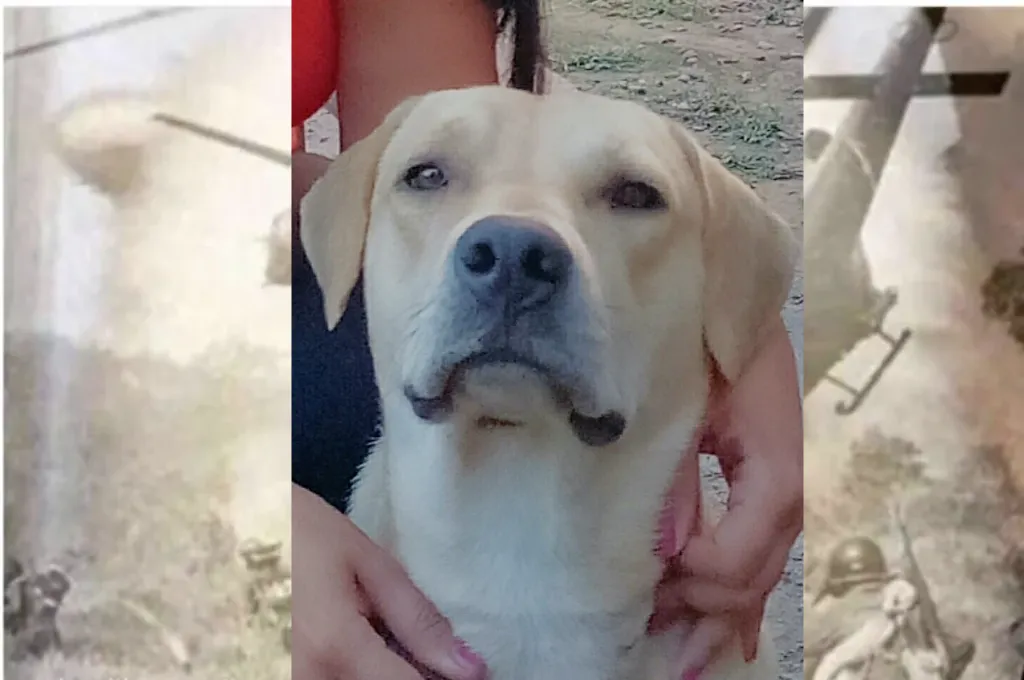 Vietnam dog