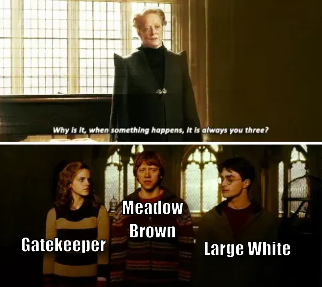 Meme Image