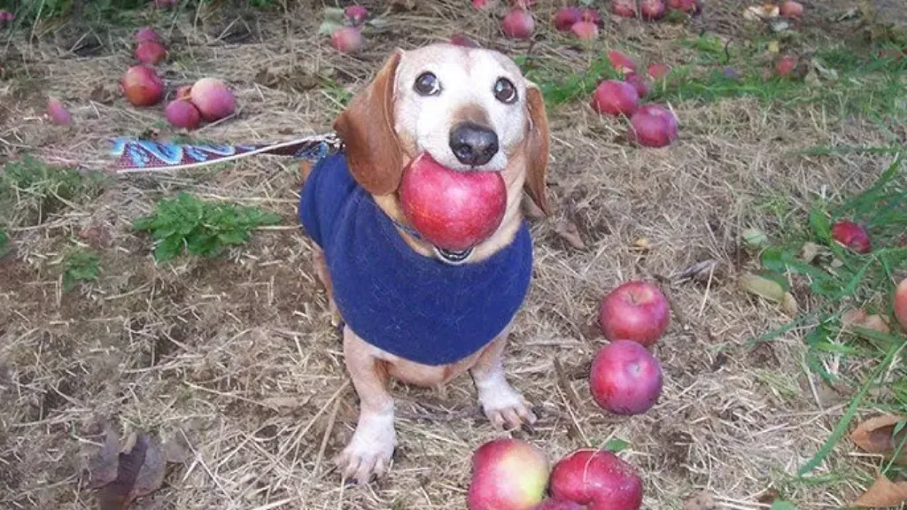 apple dog