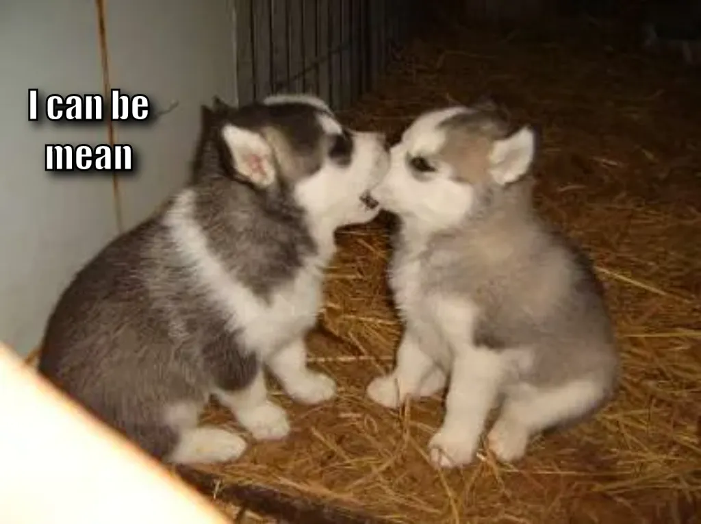 Cute Puppies