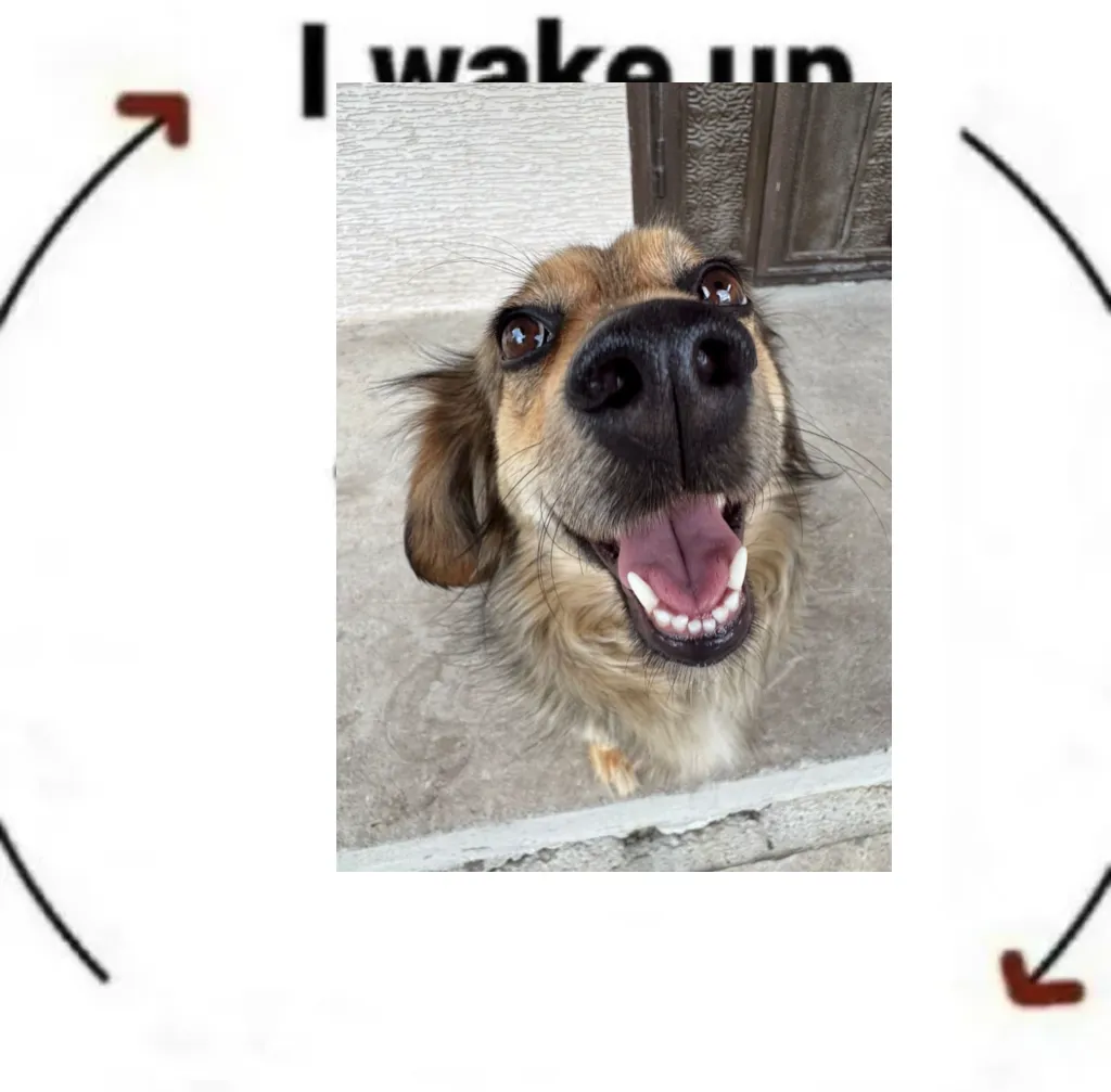 i wake up cat