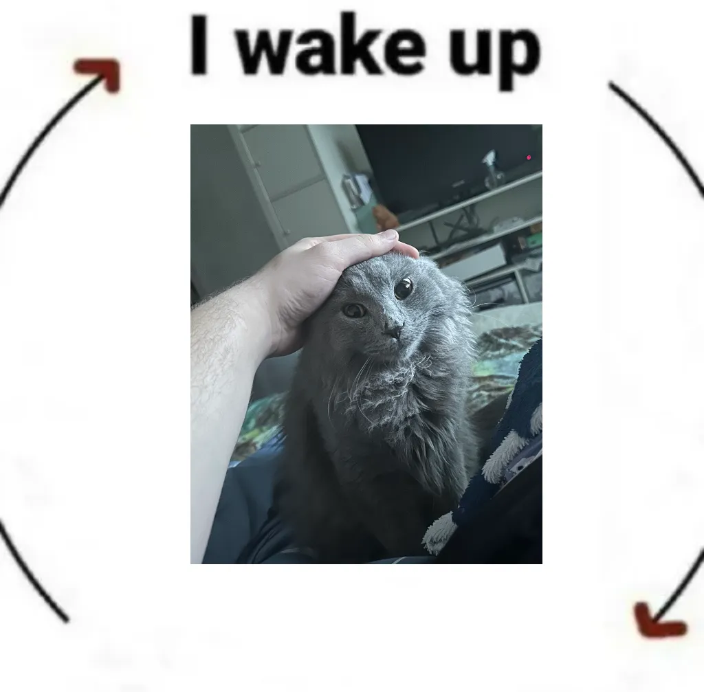 i wake up cat