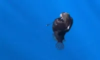 anglerfish