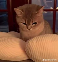 angry cat