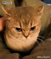 angry cat