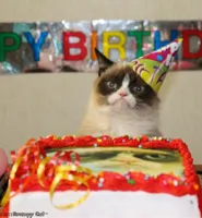 birthday cat