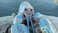 blue lobster