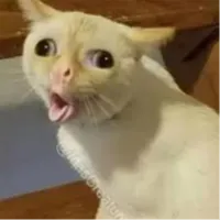 cat coughing