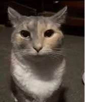 cat staring