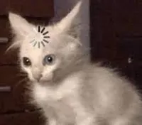 cat thinking