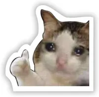 crying cat