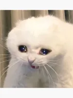 crying cat