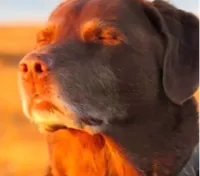 dog closed eyes