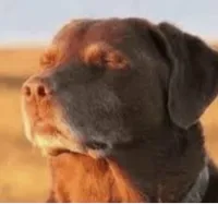dog closing eyes