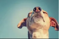 dog looking up