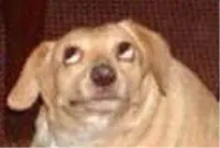 dog looking up