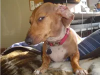 dog side eye