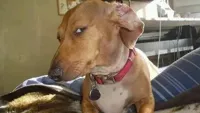 dog side eye